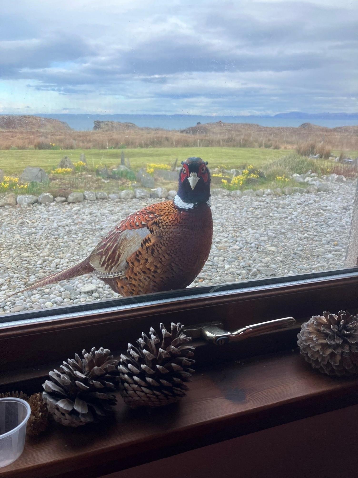 Pheasant looking through window of a house