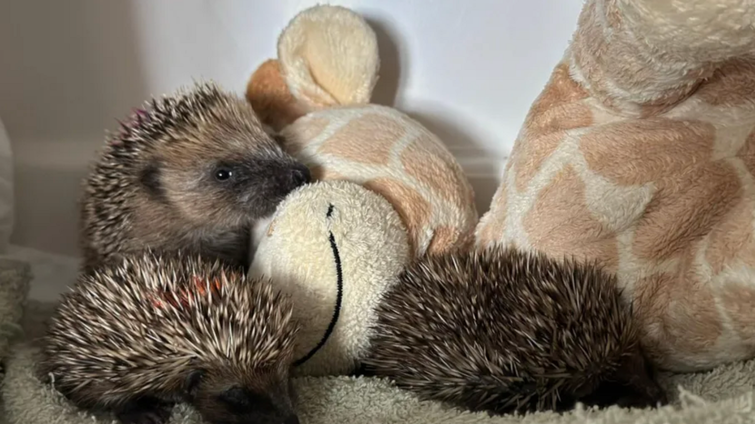 Hedgehogs snuggle a toy giraffe at the Oxfordshire Wildlife Charity.