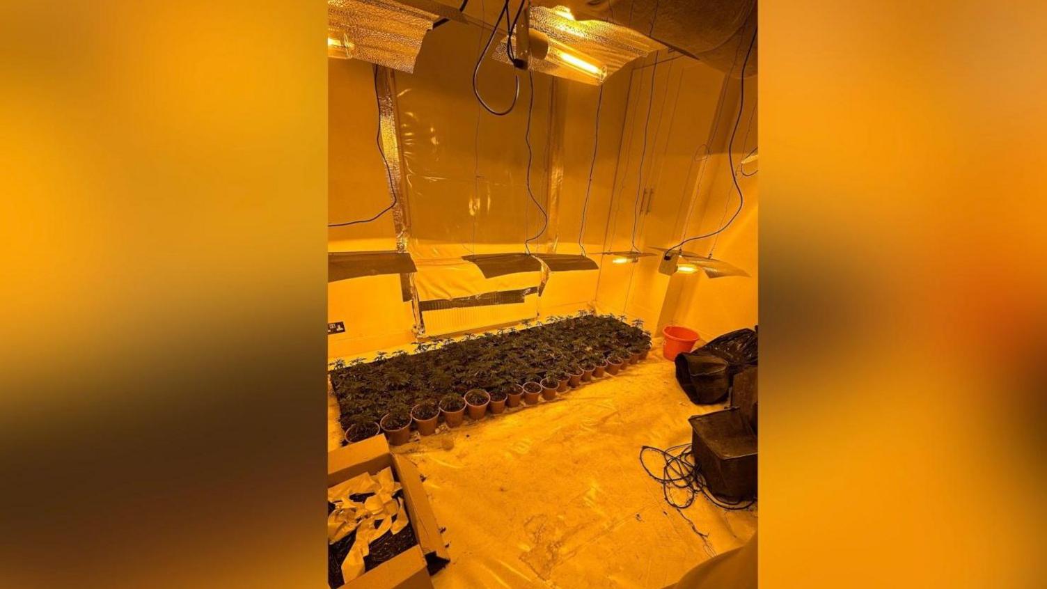 Police seized over 400 cannabis plants from the Reeves' property, with an estimated street value of hundreds of thousands of pounds