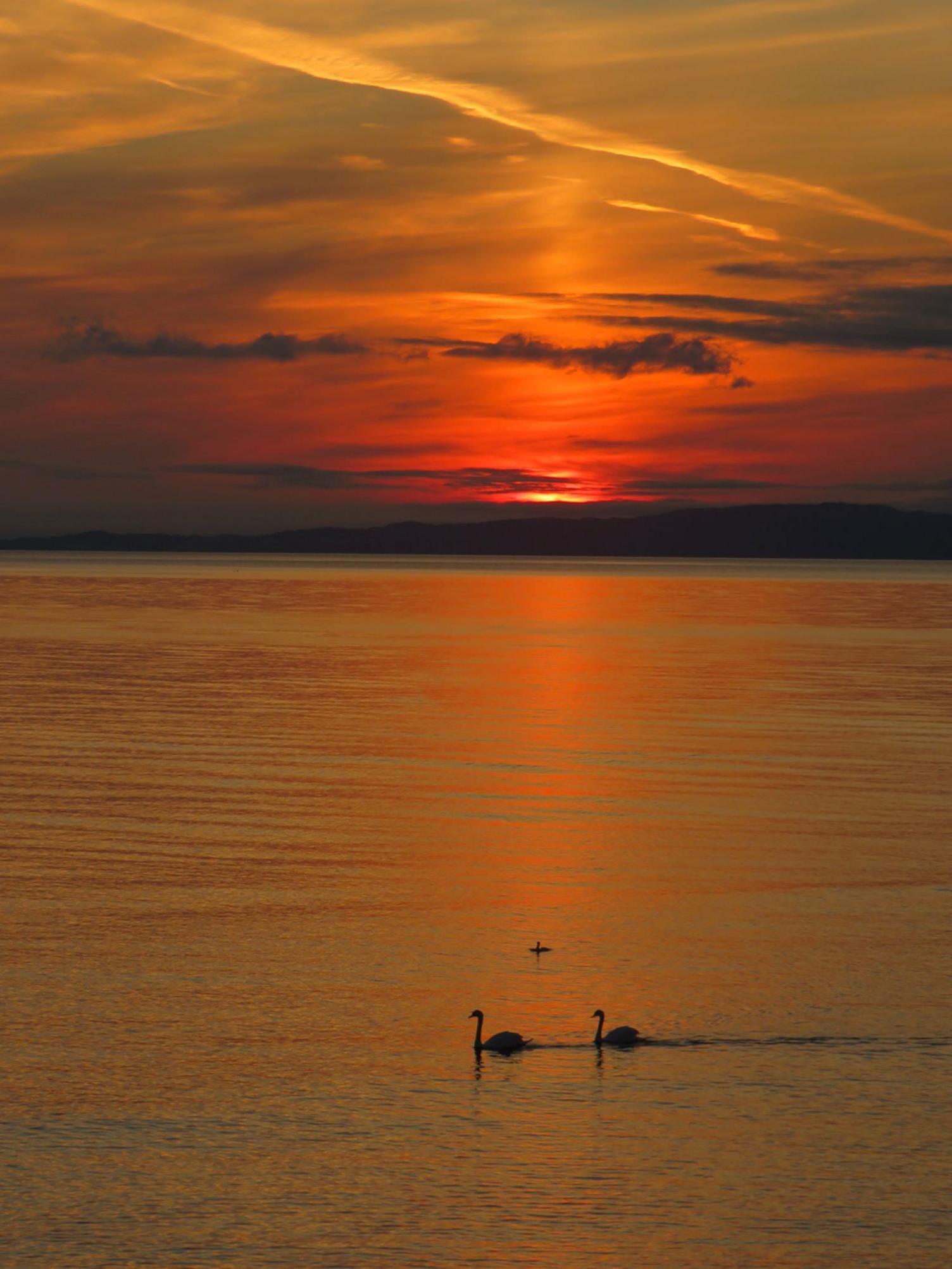 A vertical image of a sky on fire as the sun set at Killegruer, near Glenbarr in Argyll. The view is from the beach looking to Islay in the distance with two swans swimming in the fading light.