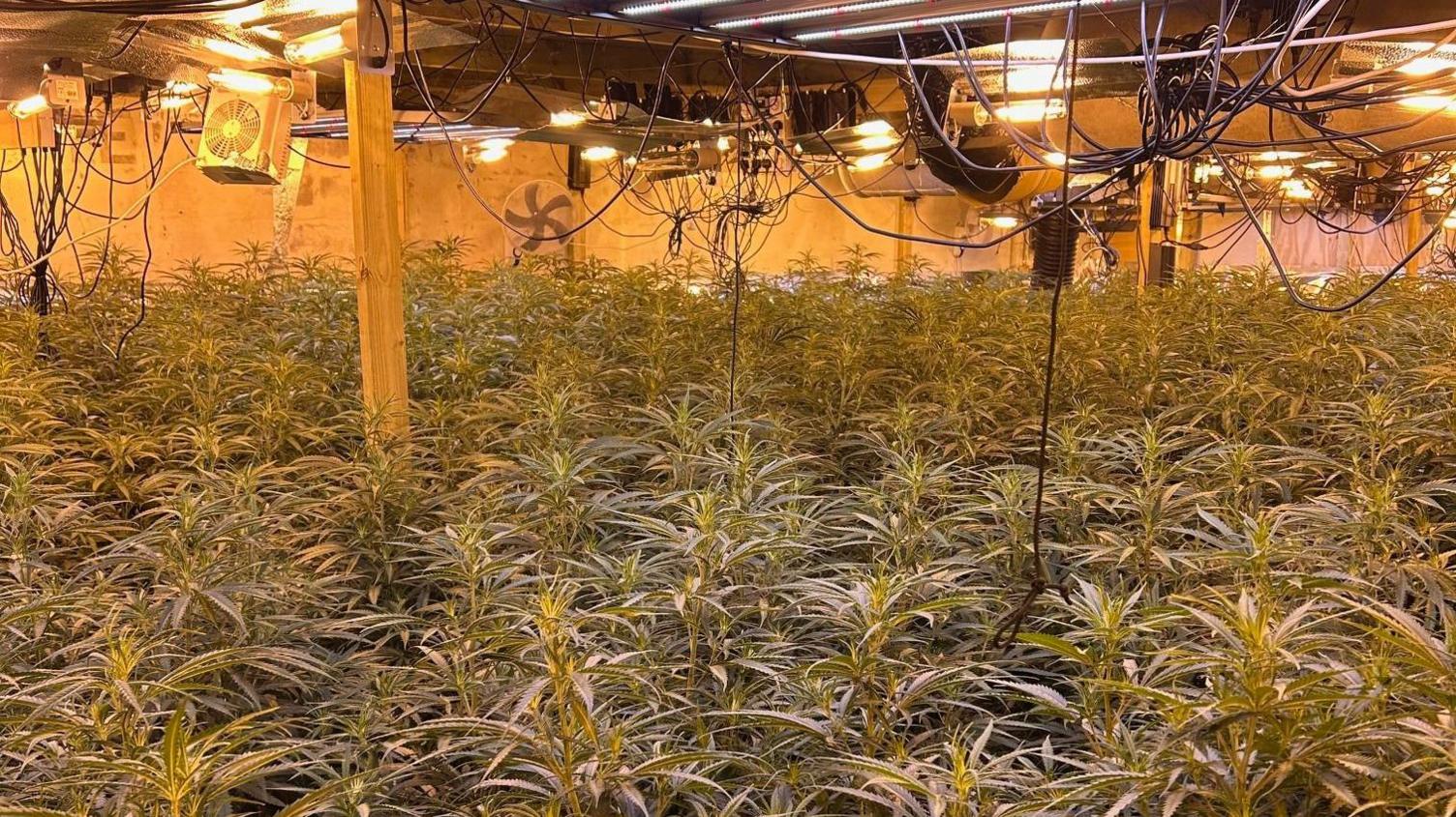 A room filled with what appear to be cannabis plants. There are a number of electrical cables hanging from the ceiling, as well as fans and lights.