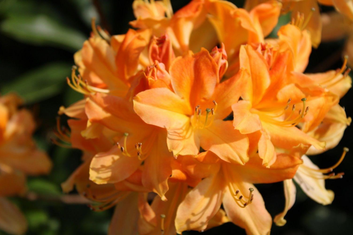 An apricot-coloured flower in full bloom with other blooms coming off it.