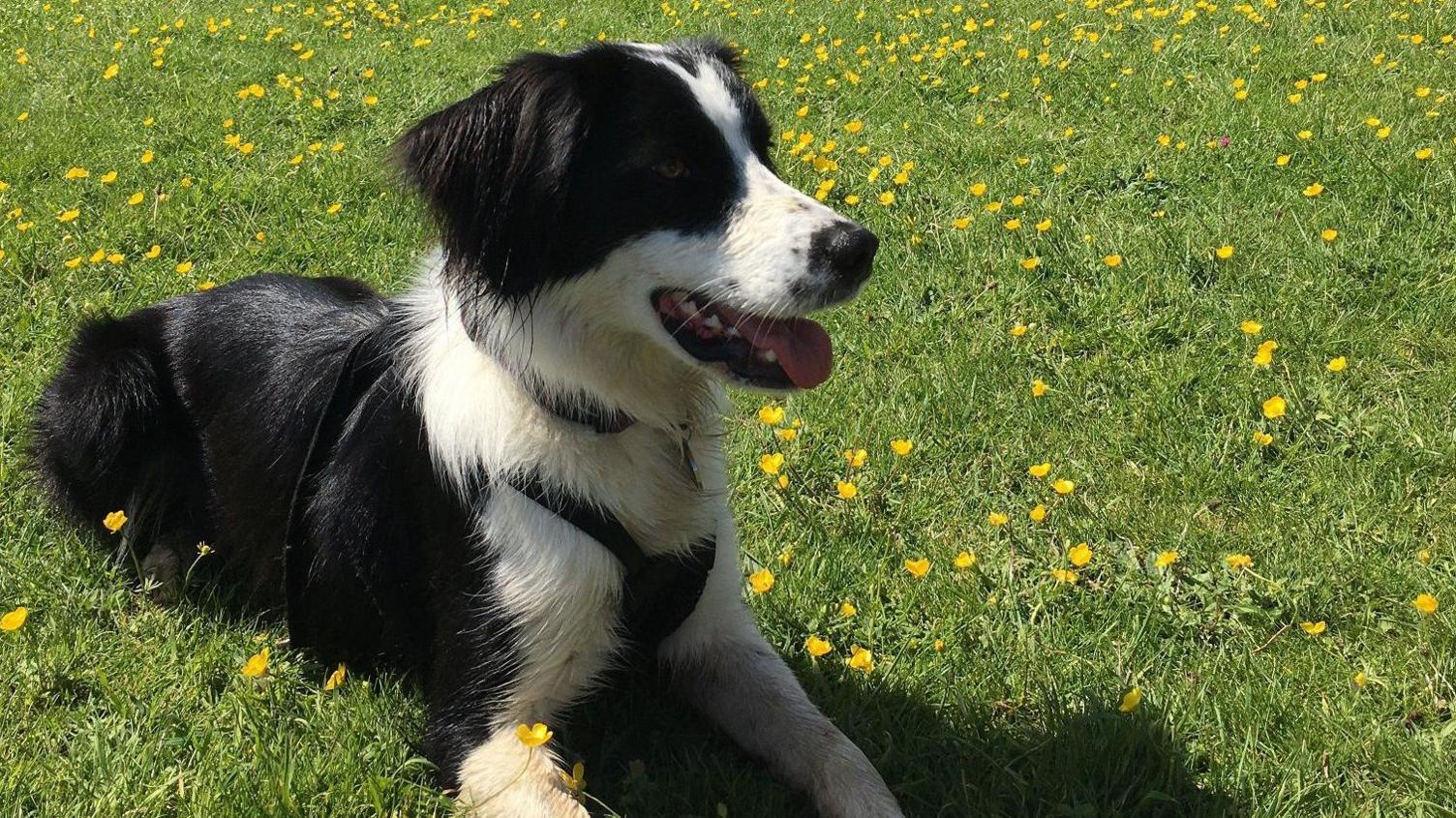 Bella sits in a green field, panting, on a sunny day. She is surrounded by green grass and patches of yellow buttercups. 