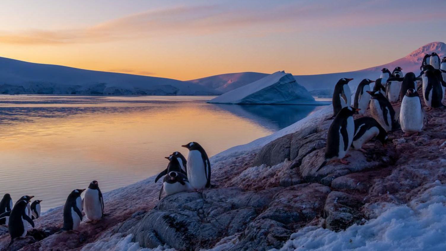 Several penguins standing on land next to water during sunset. There are ice-covered mountains in the background.