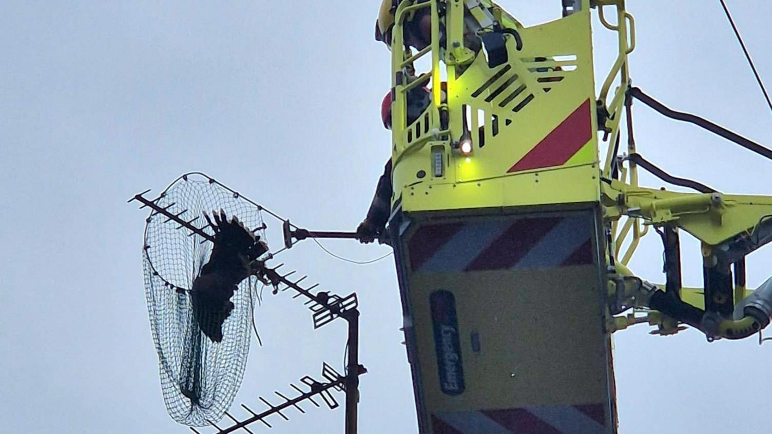 An aerial appliance has been lifted up to a tv aerial at the top of a house. A person at the top of the machine is holding out a net to where a Harris Hawk has been caught. 