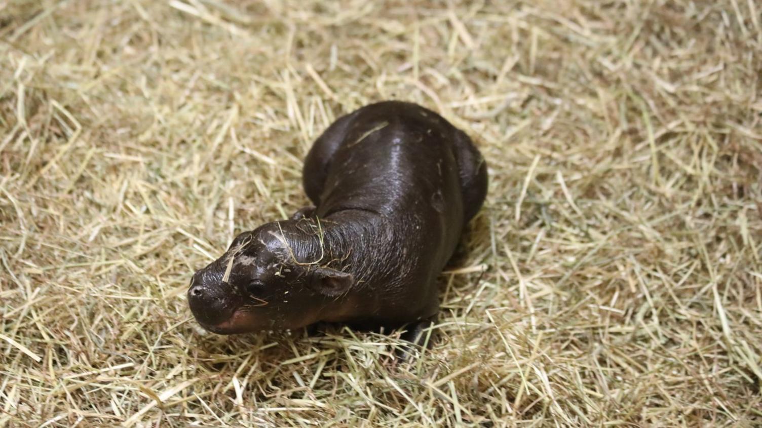 Endangered pygmy hippo Haggis walking around straw while in her enclosure at Edinburgh Zoo