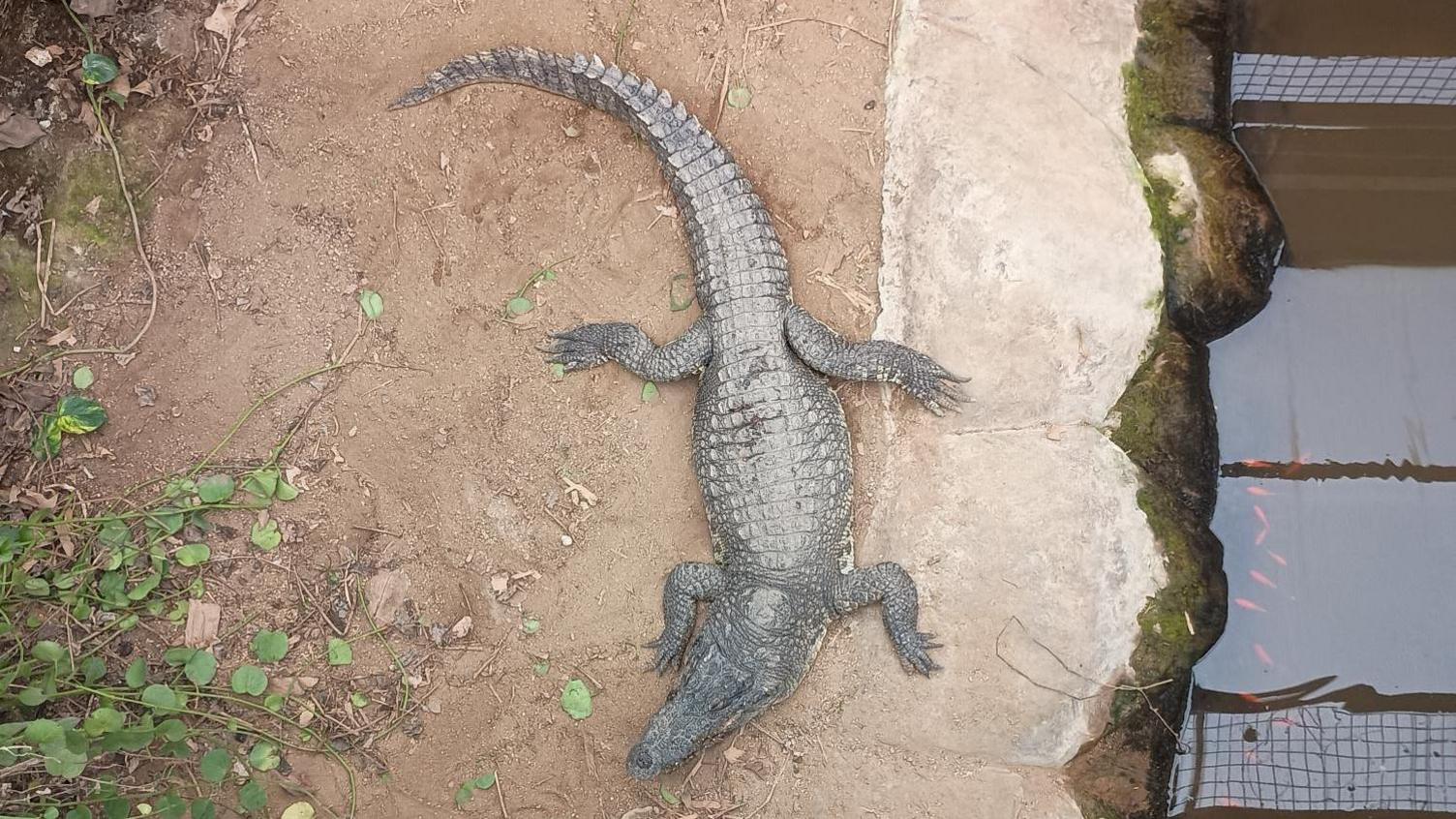 A birds' eye view of a crocodile in an enclosure - water can be seen to the right of the animal, and vegetation to the left 