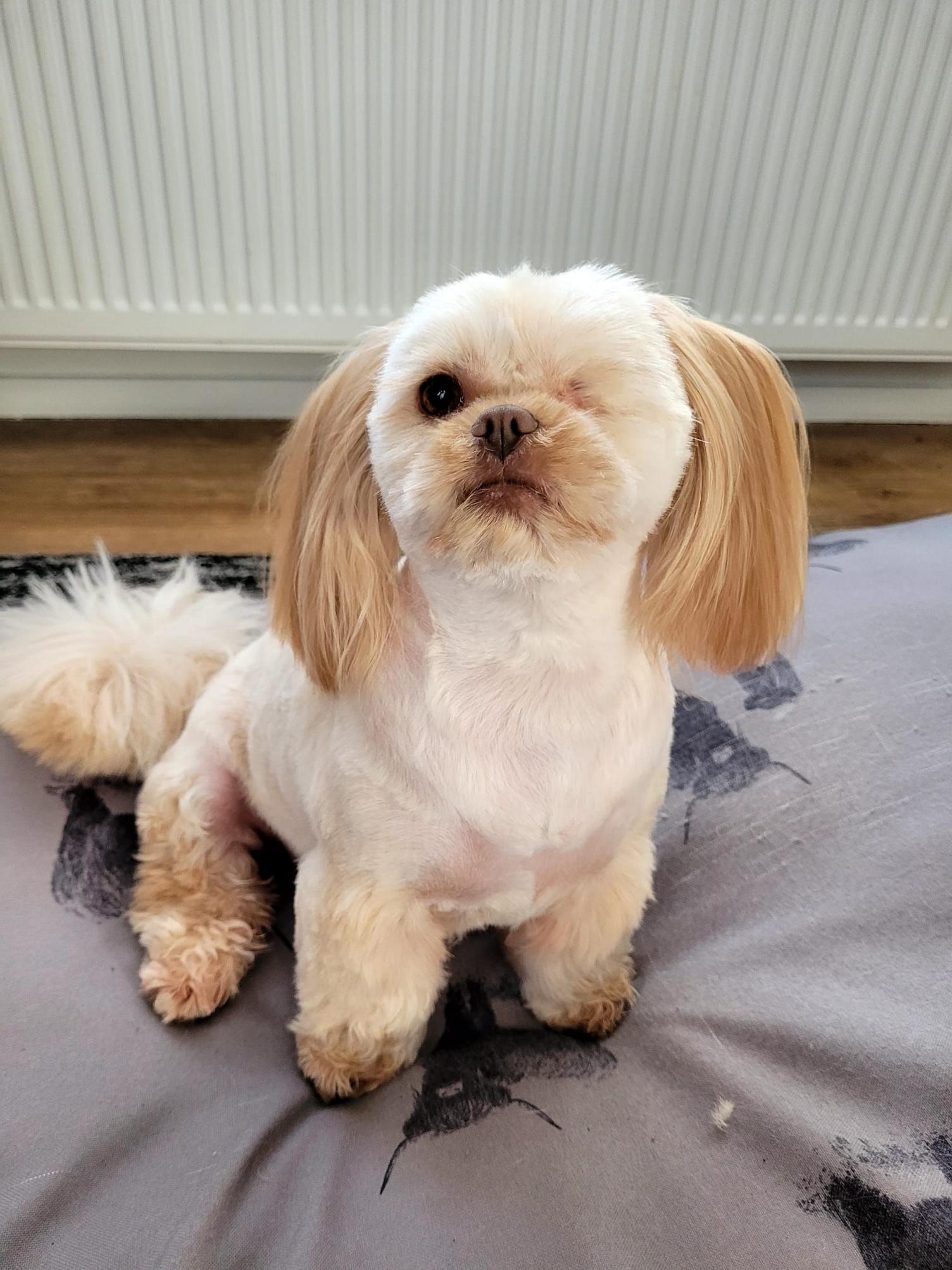 Small, white dog with long, fluffy ears, and with her right eye missing.