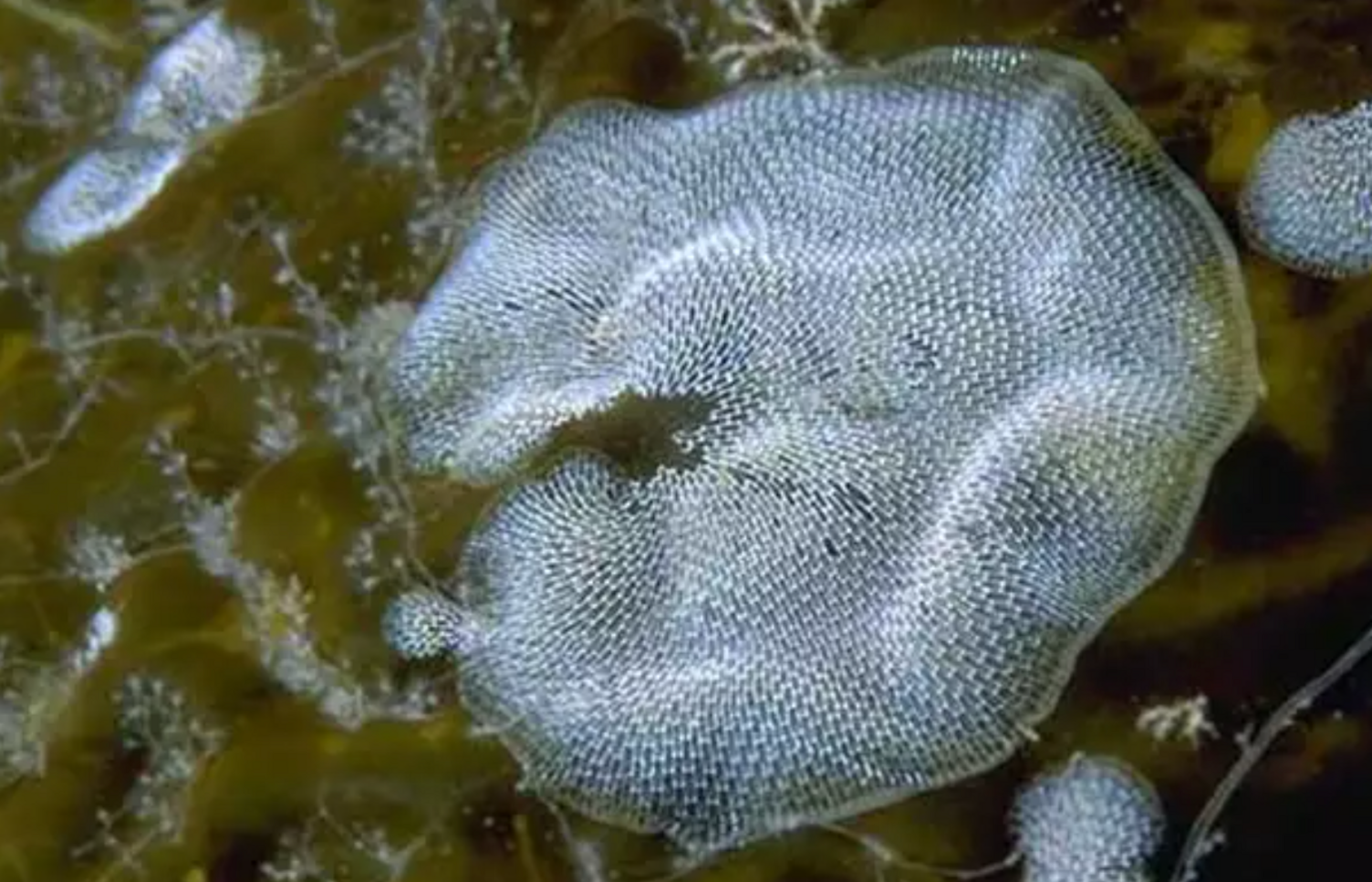 A bryozoan