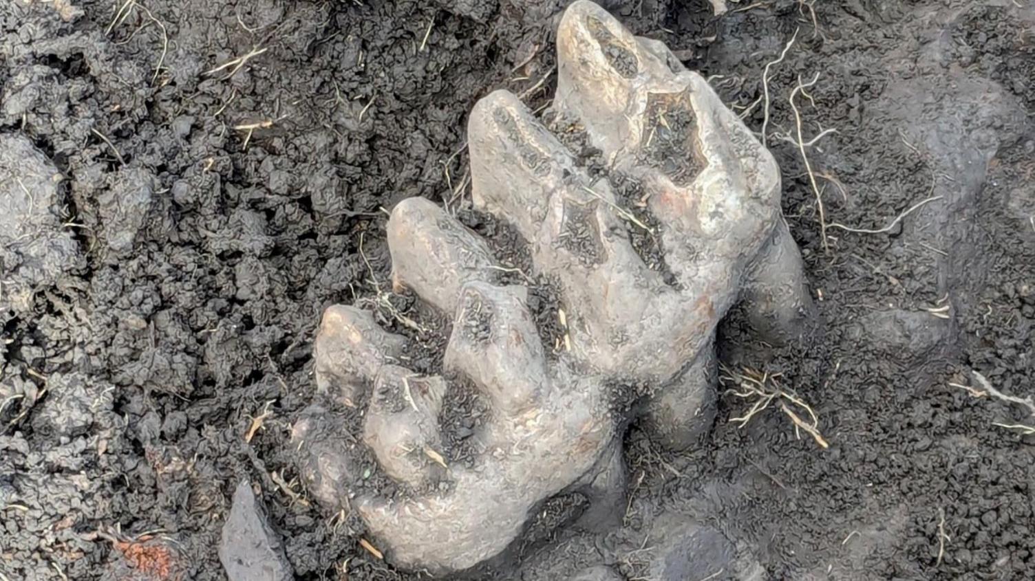 Mastodon teeth