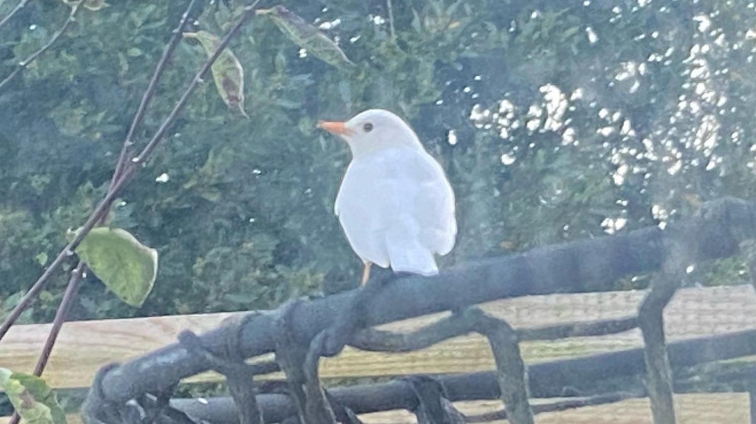 leucistic blackbird