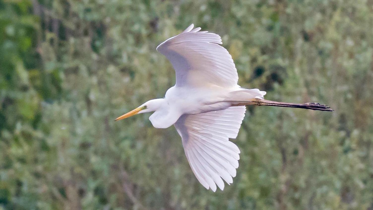 Great white egret