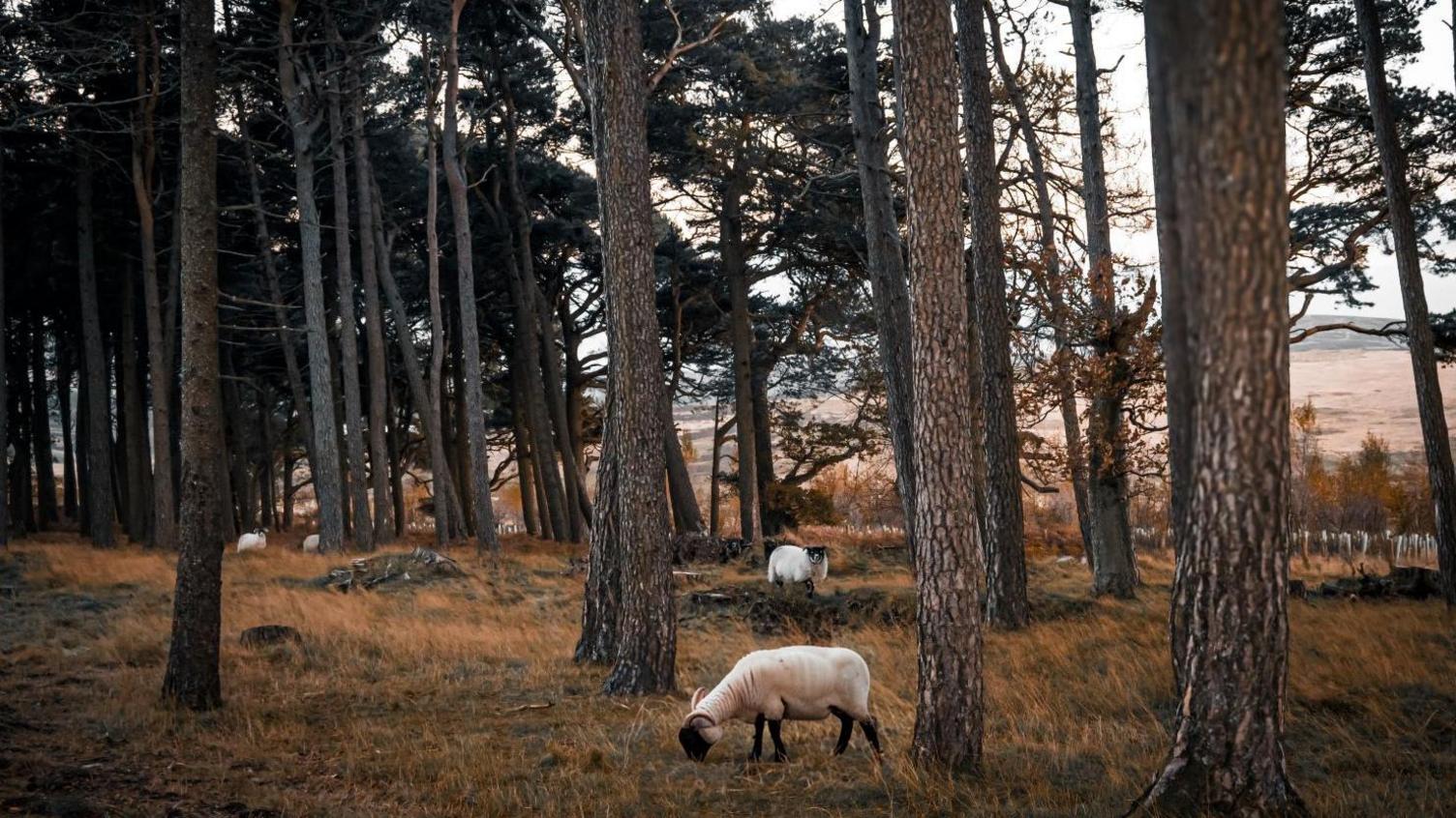 Sheep grazing in an area of pine tree woodland.