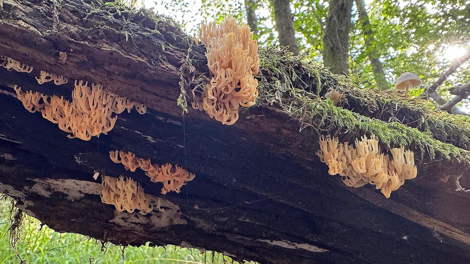Decaying fallen tree with several clumps of cream fungus growing on it.