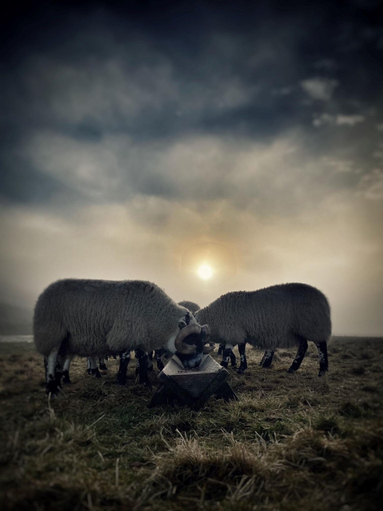 Sheep eat from a trough with the sun in the background