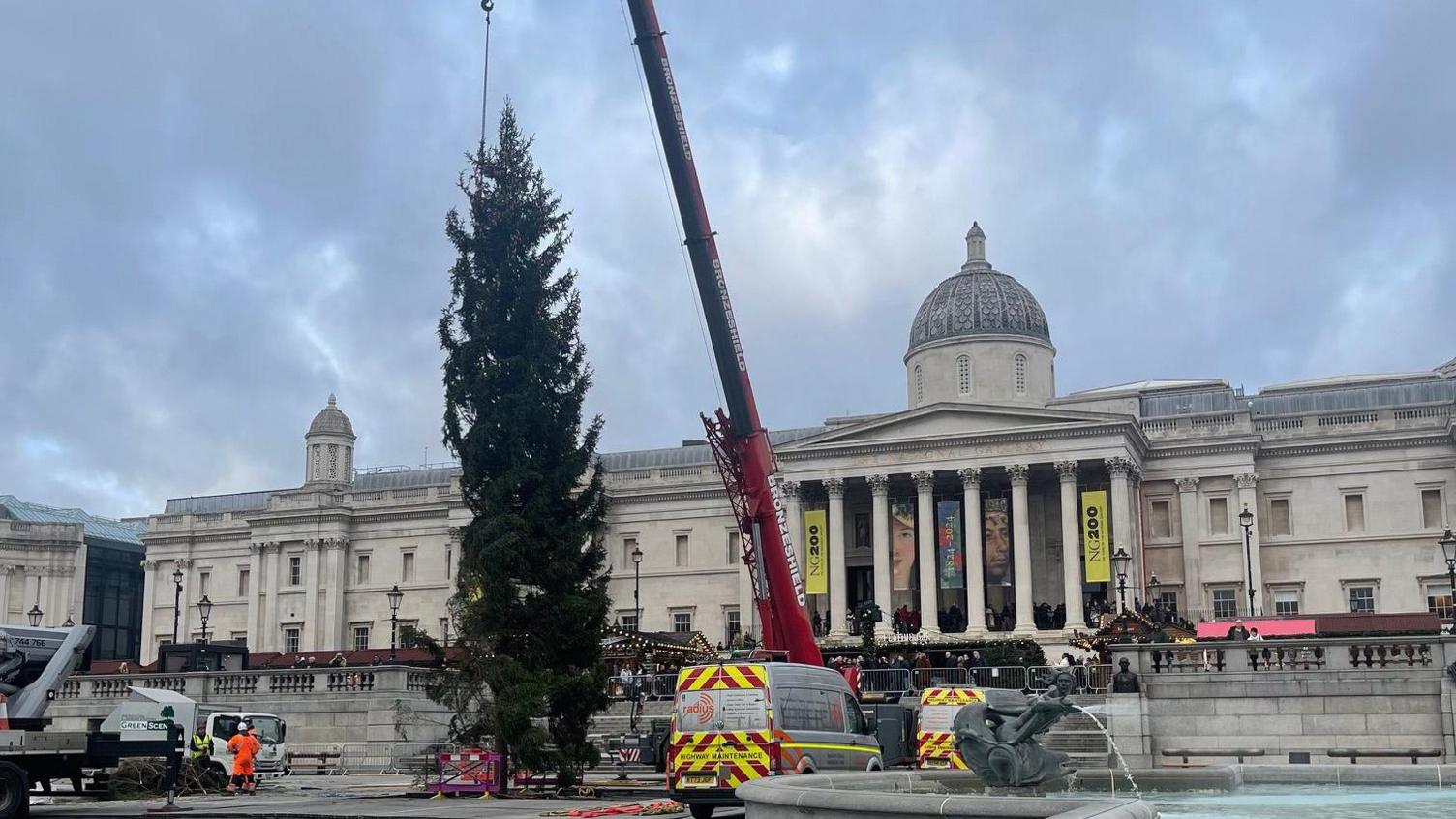 A Christmas tree being hoisted up by a crane in Trafalgar Square.