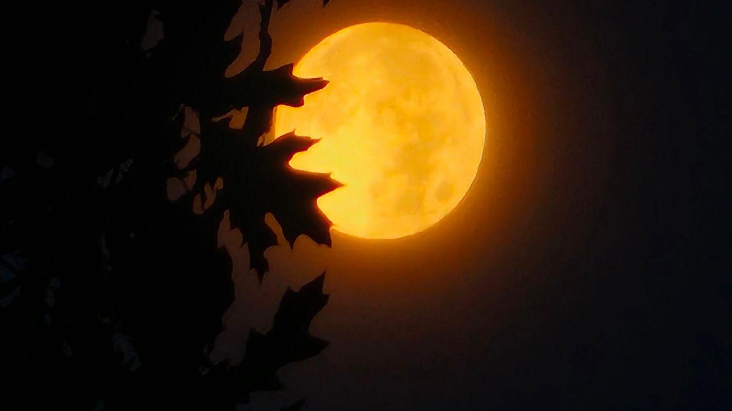 Hunter's moon rising behind oak leaves