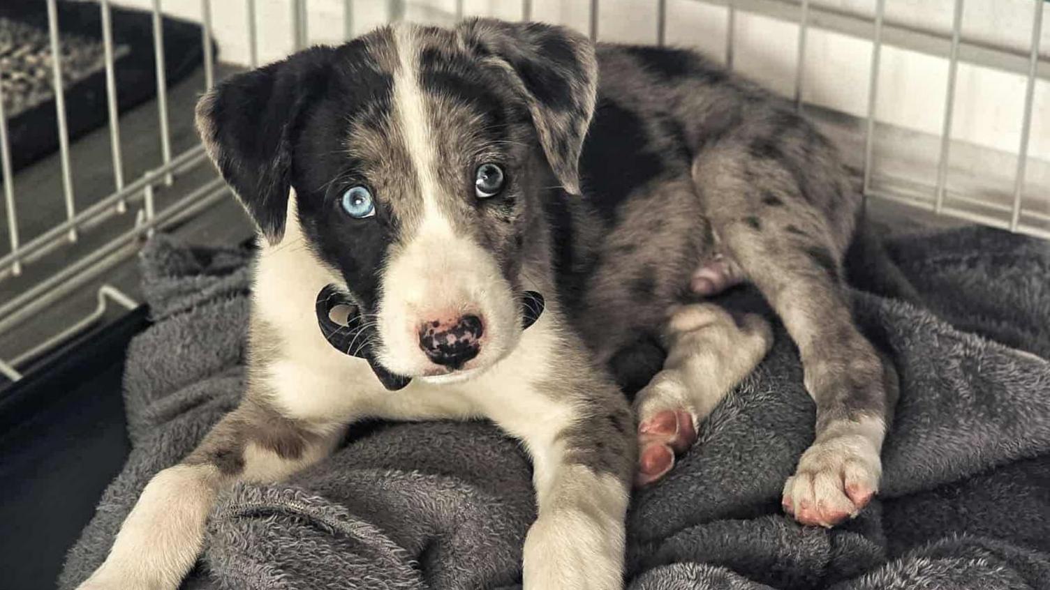 An adorable grey and white puppy with bright blue eyes looking at the camera while lying on a dark grey blanket in a cage.