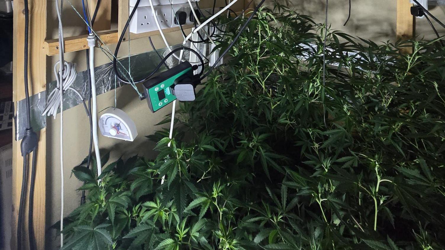 A series of electric plugs and electrical equipment hangs on a wall to the left of the image. To the right are rows of cannabis plants. Wires and lights hang over them. The plants are large and well grown.