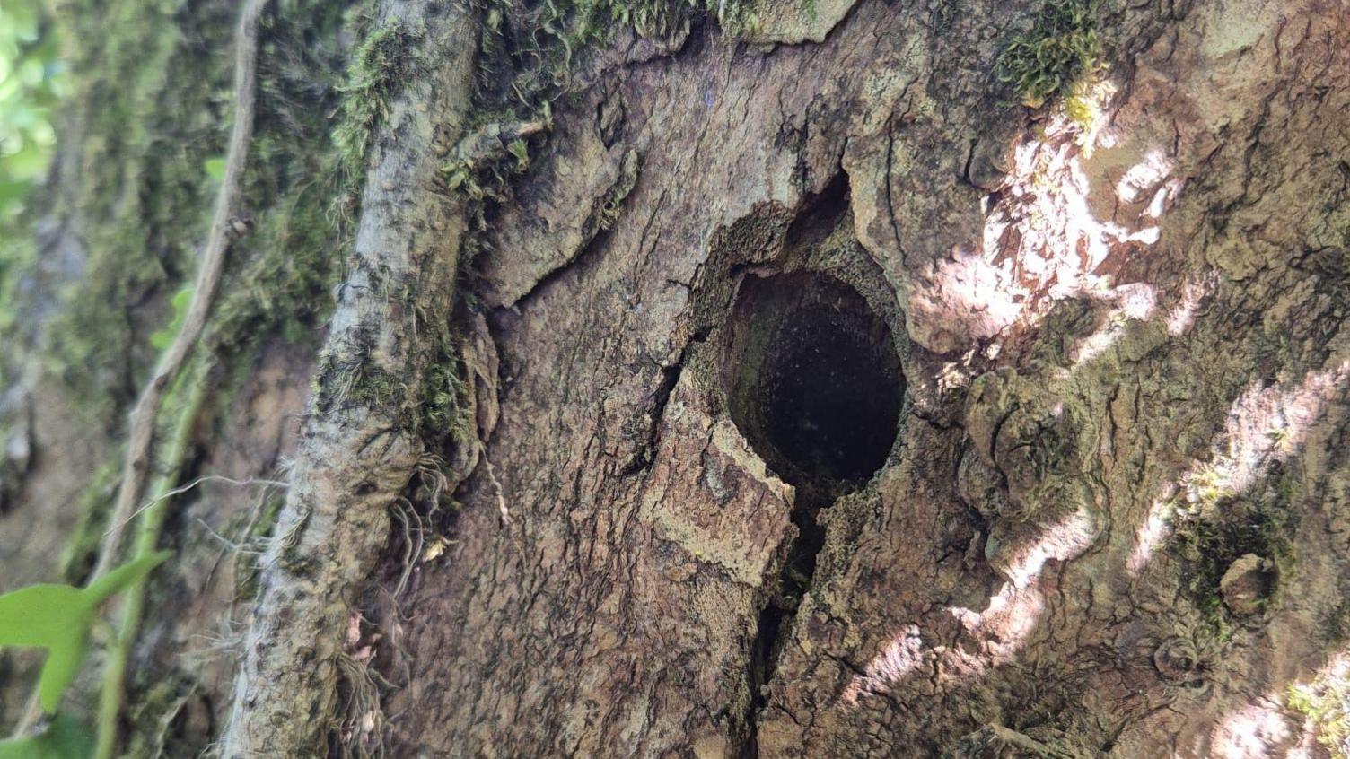 A hole in a tree trunk