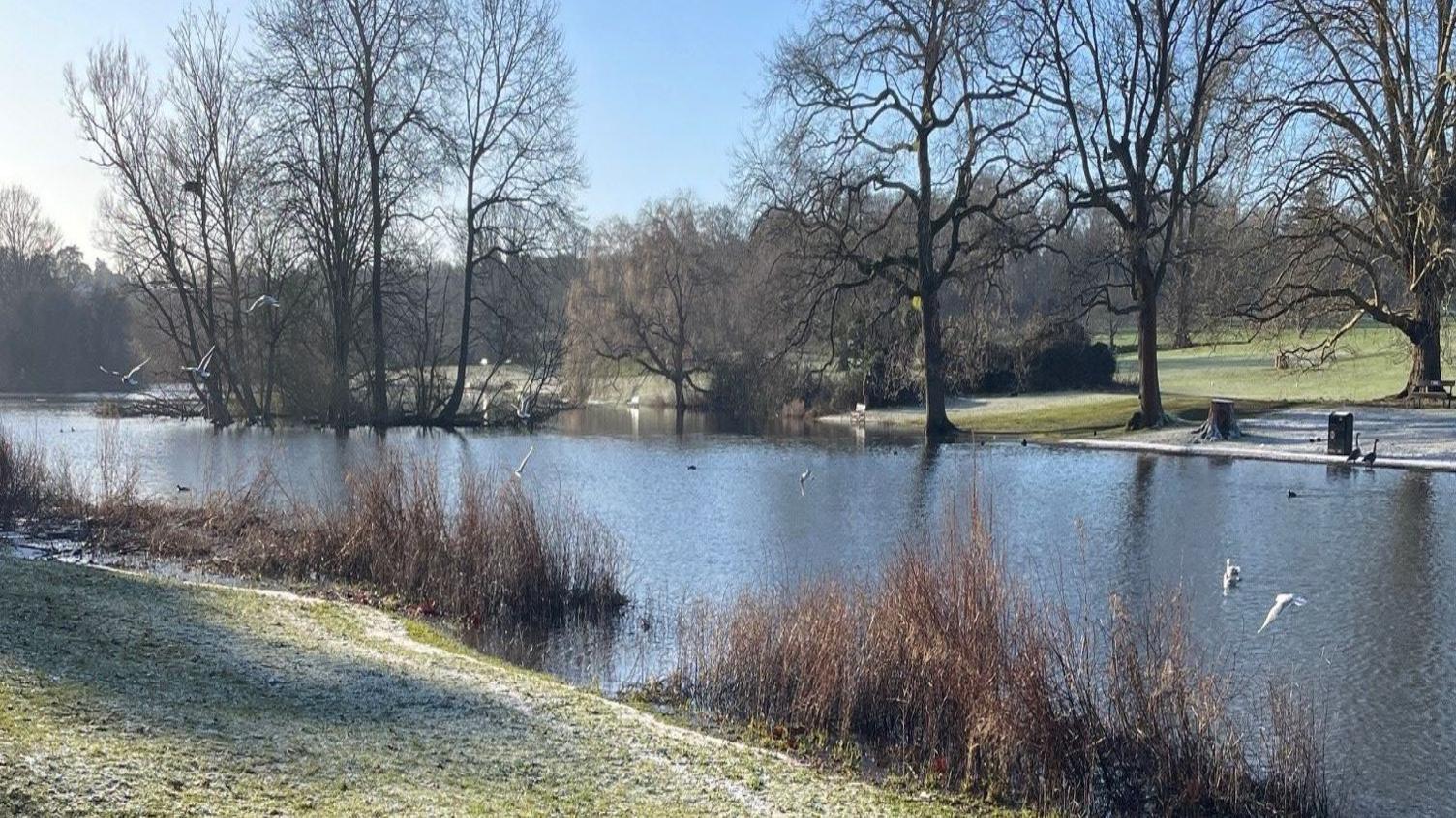 Verulamium Lake, a man-made stretch of water with a small island.  In the foreground there are reeds in the water close to the grassy bank, which is covered in frost. A number of birds can be seen in flight above the water 