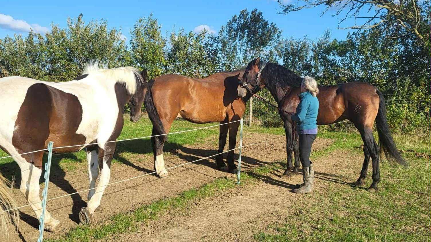 Mandy Young stands in a field where three horses are standing. One bay coloured horse stands on one side of a wire fence with Mrs Young. Two other horses, one piebald coloured and another bay coloured horse stand on the other side. Mrs Young wears a blue jacket with black trousers and brown boots.