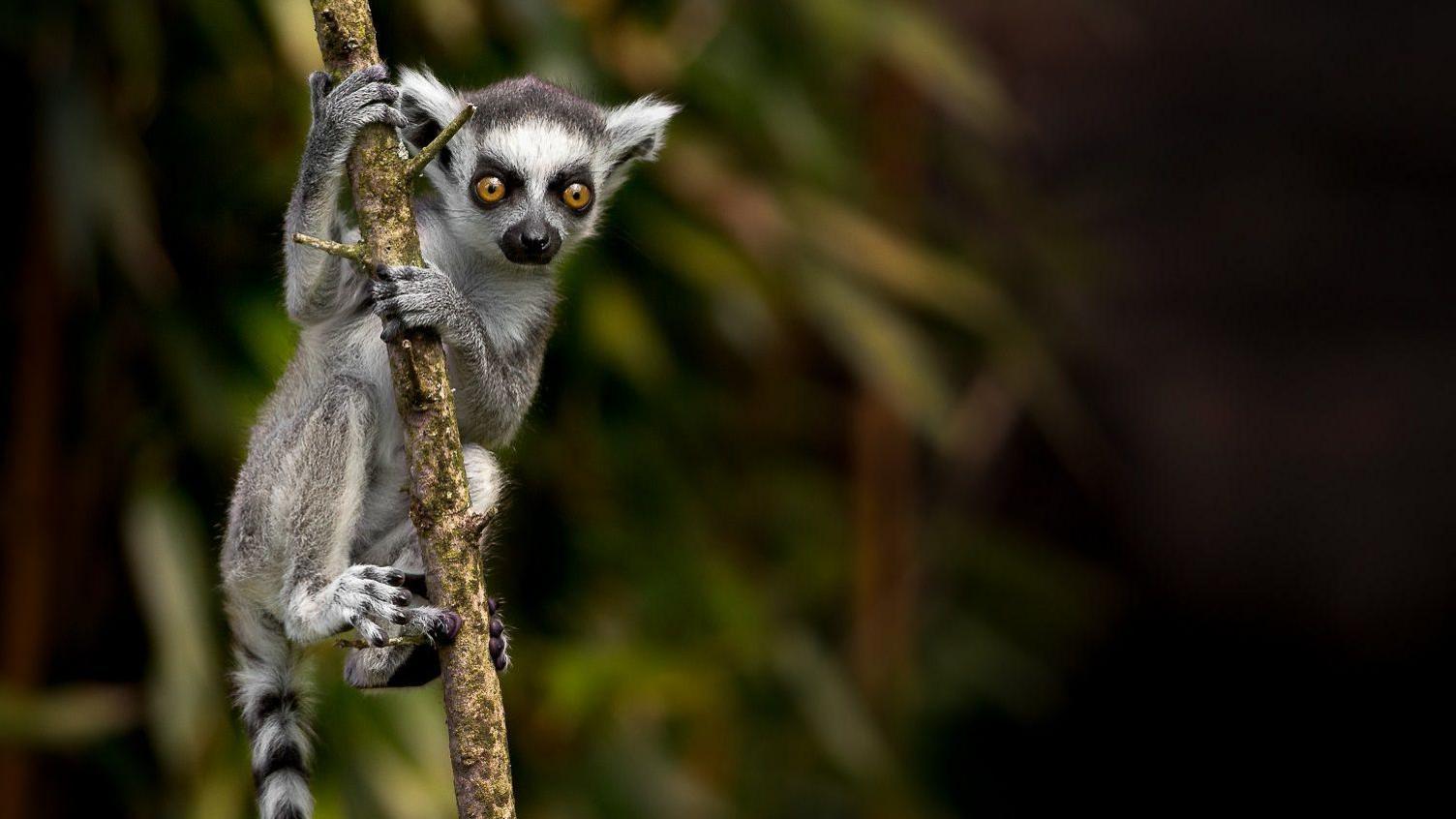 A lemur hanging off the branch of a tree.