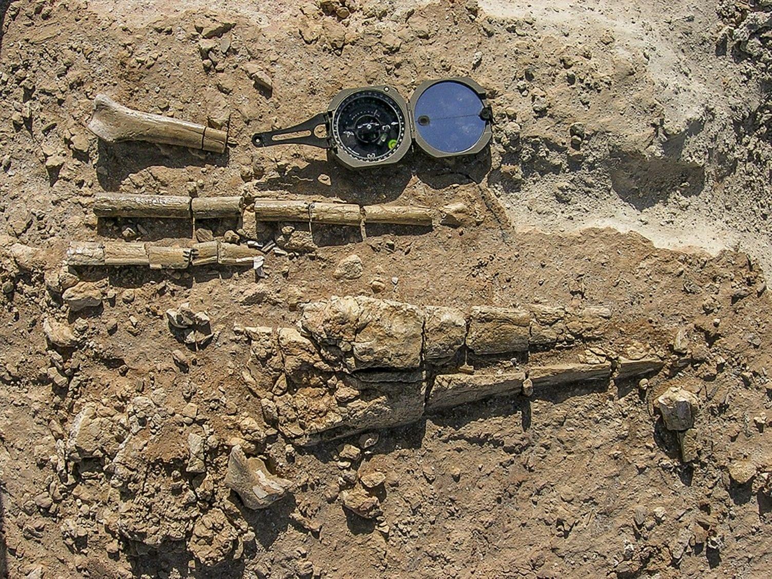 skeletal remains of a pterosaur. 