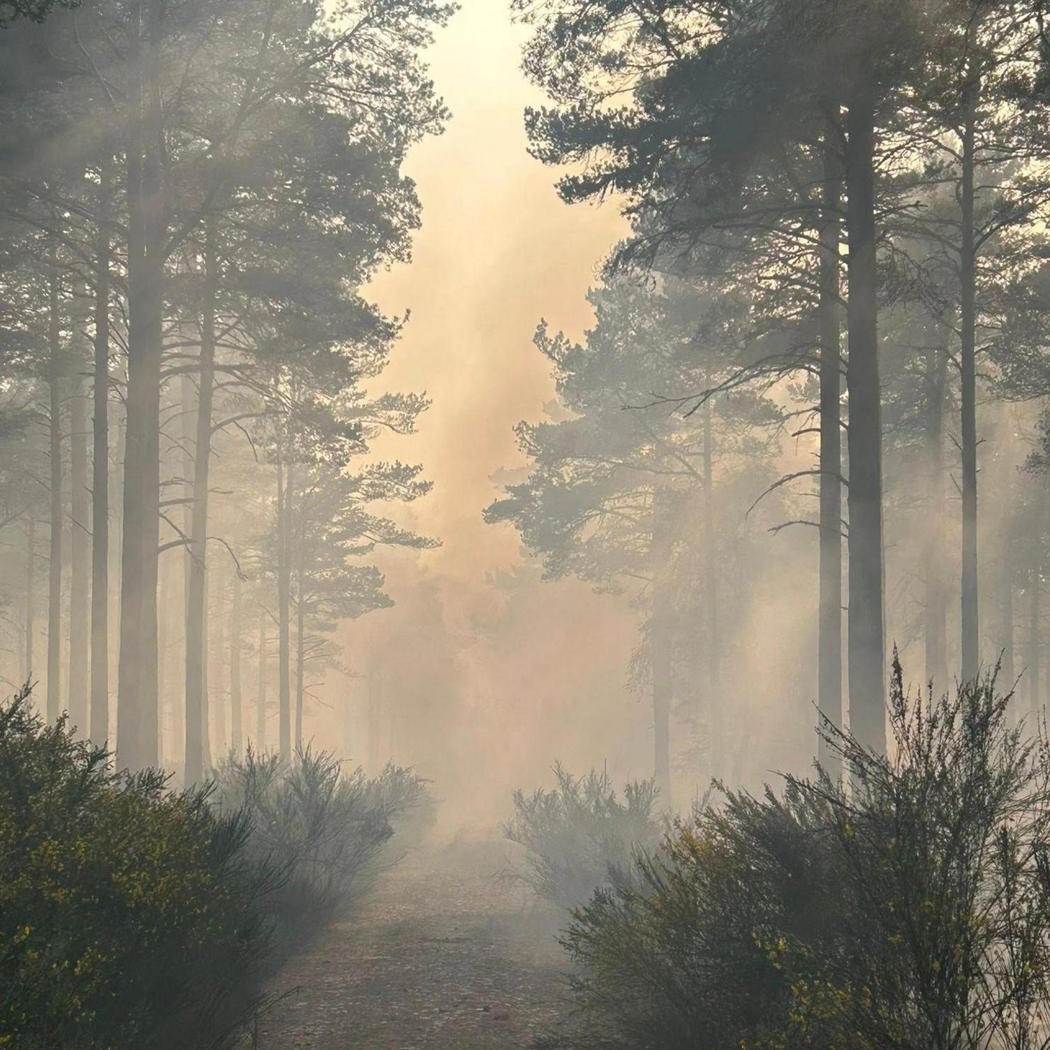 Orange-grey smoke drifts through stands of pine trees. There are bushes untouched by the fire below the trees. In the middle of the picture is a gravel trail.