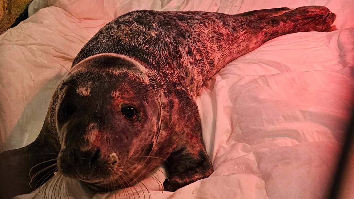 A grey seal pup