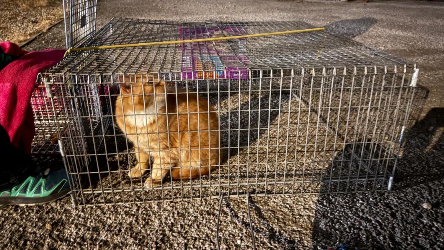 Ginge, a ginger cat, inside a cage.