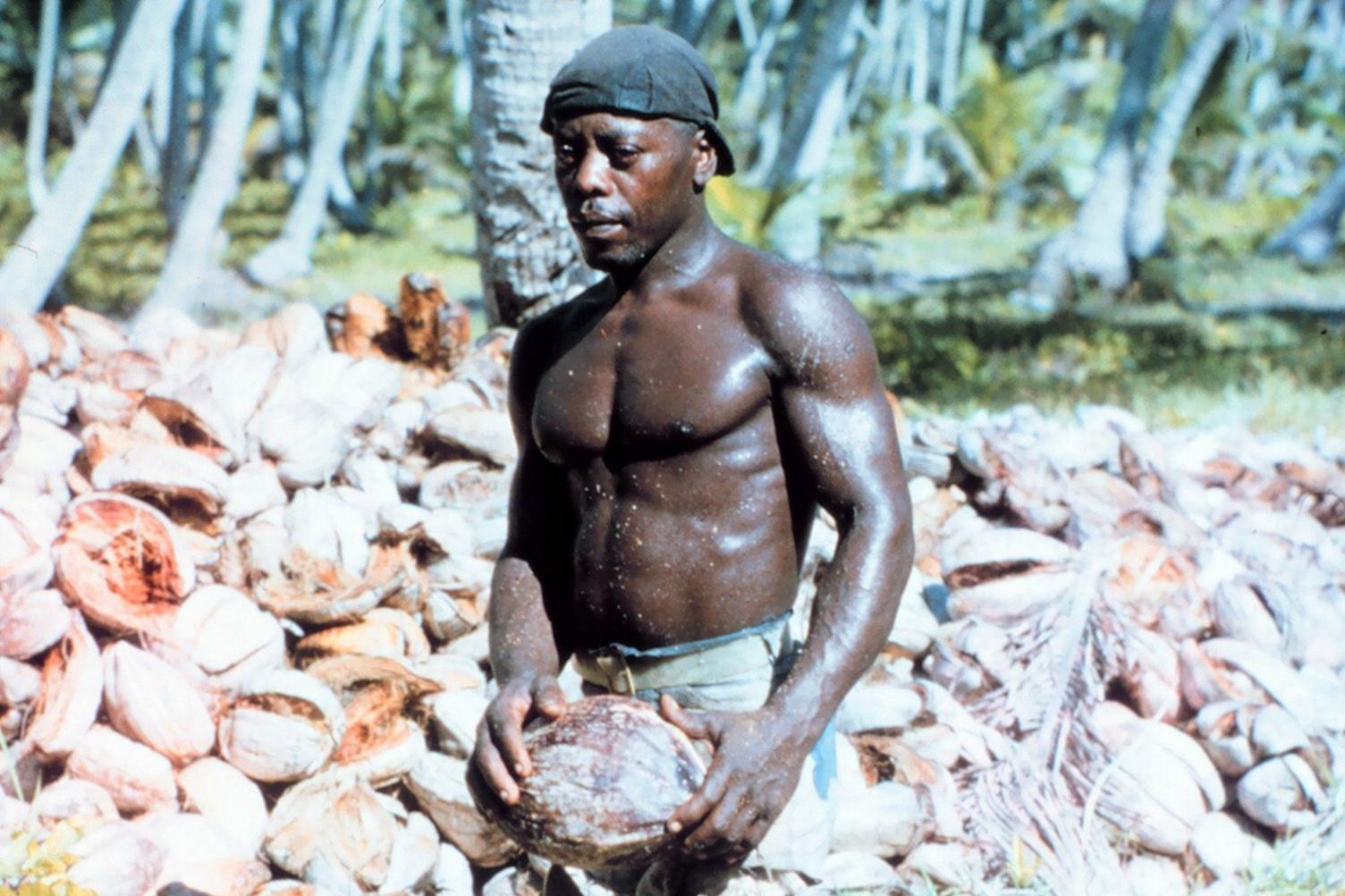 Chagos islander pictured harvesting coconuts, 1960