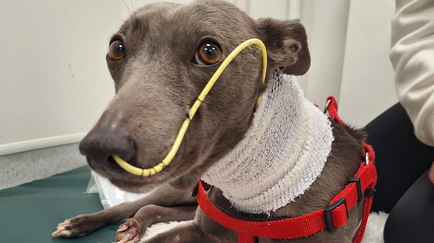 The image shows Willow, a whippet, looking at the camera. She is at the vets. She has has grey and brown coloured fur. She has brown eyes. She is led down on the floor and you can see her back paws by the side of her. She has a yellow IV tube connected to her nose. This runs along the side of her head to her neck where it is tucked beneath a white bandage. The bandage goes all around her neck. She is also wearing a harness which is red.