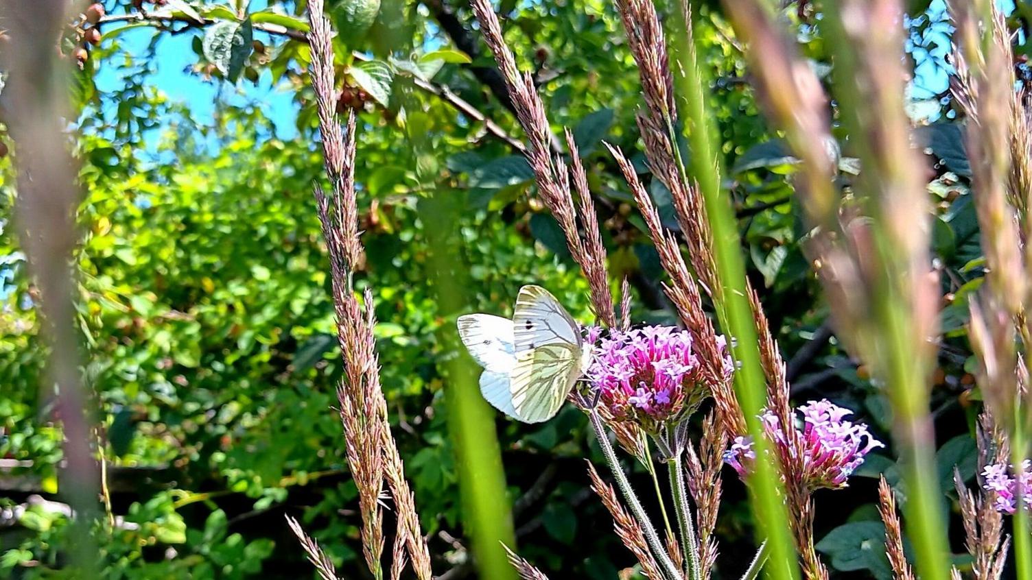 A white-winged butterfly is on a flower with pink flowers amid swaying brown stalks of other plants.
