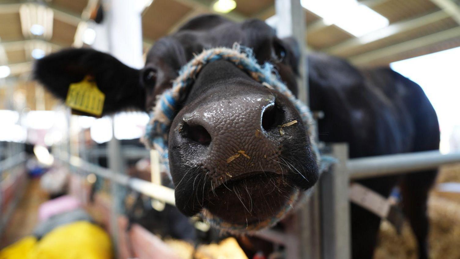 A close-up of a cow in a stand. It's nose is really near the camera. It has a rope ties around its nose and a yellow tag in its ear. It is standing on straw.