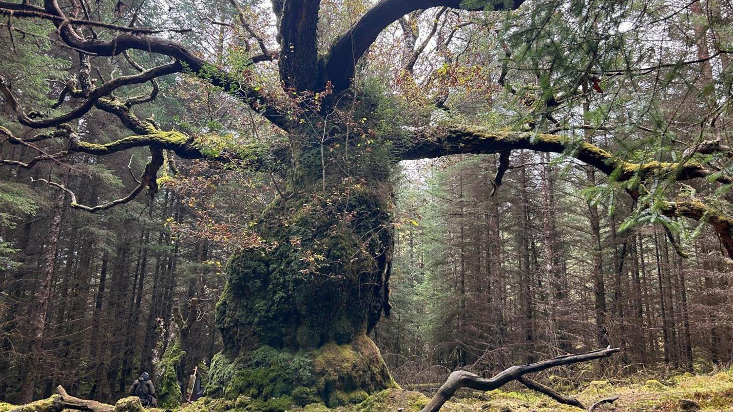 The oak tree with its branches splayed out and its trunk covered in moss and lichen.