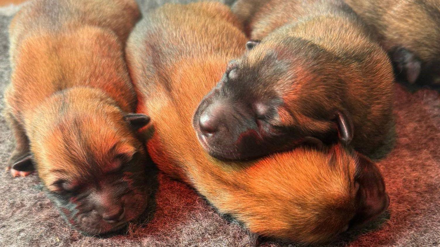 Four newly born light brown Alsatian cross puppies snuggling up together.