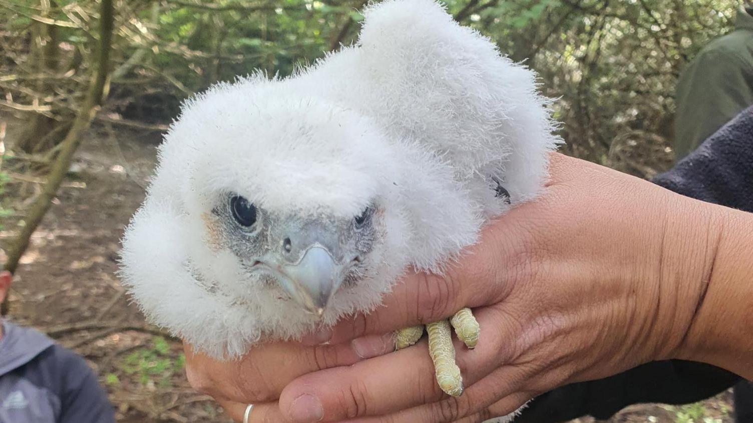 A white falcon chick with a grey beak, held in two human hands.