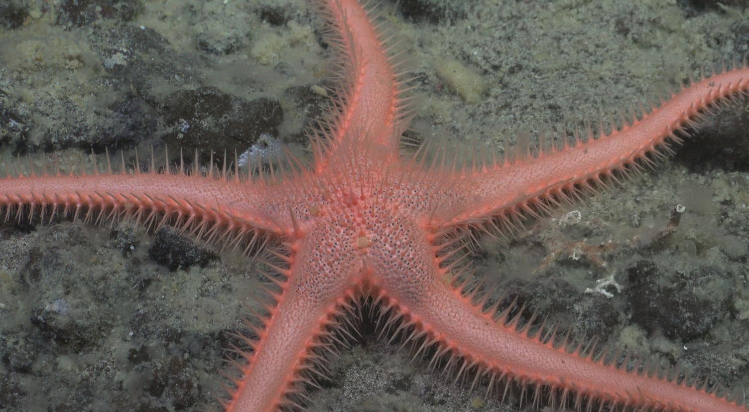 This sea star is pink and covered in spikes across its five appendages. It is on a sandy seabed.