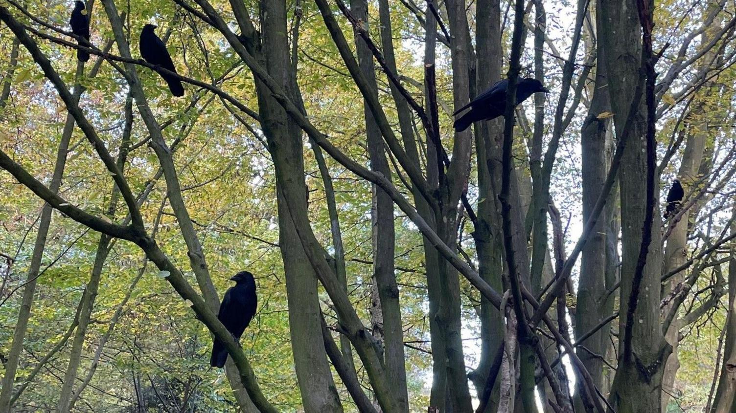 Crows perched on a tree