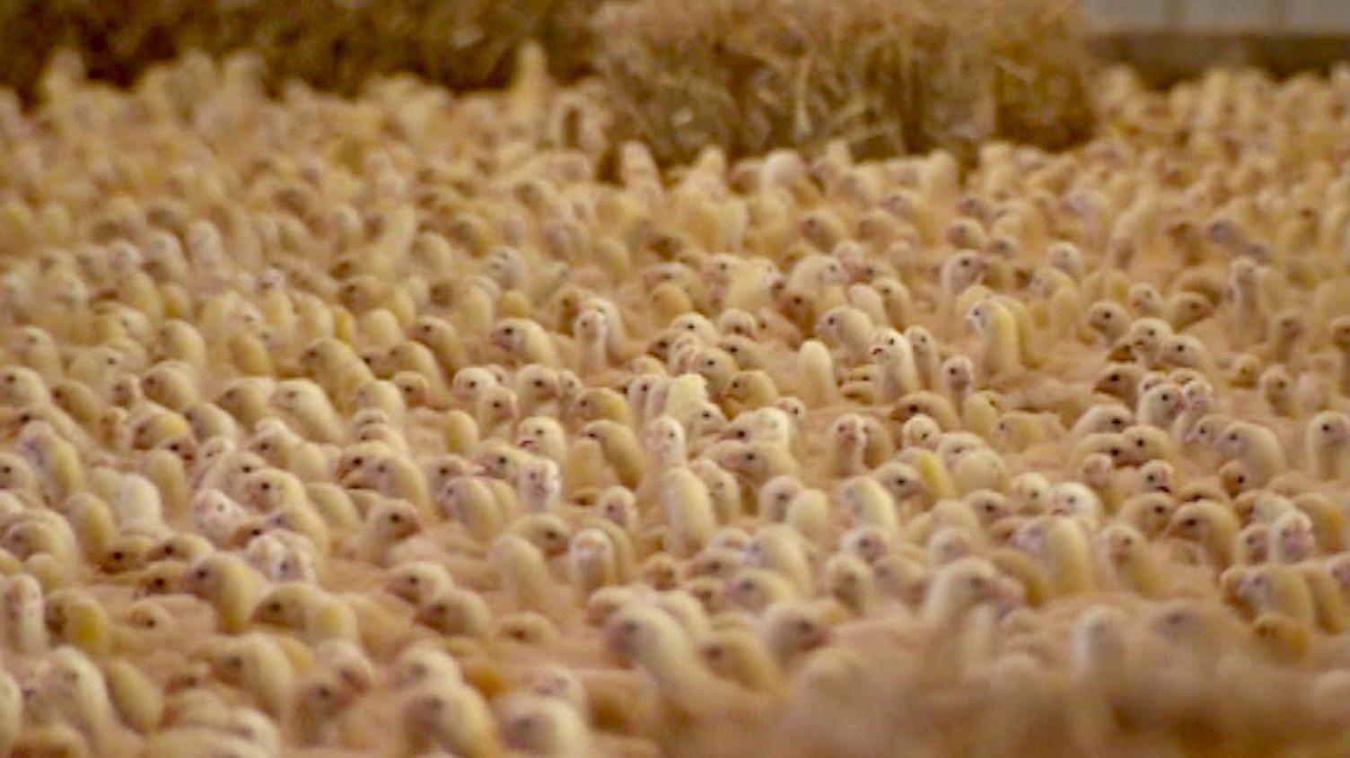 Thousands of young broiler chickens in a chicken farm in North Yorkshire