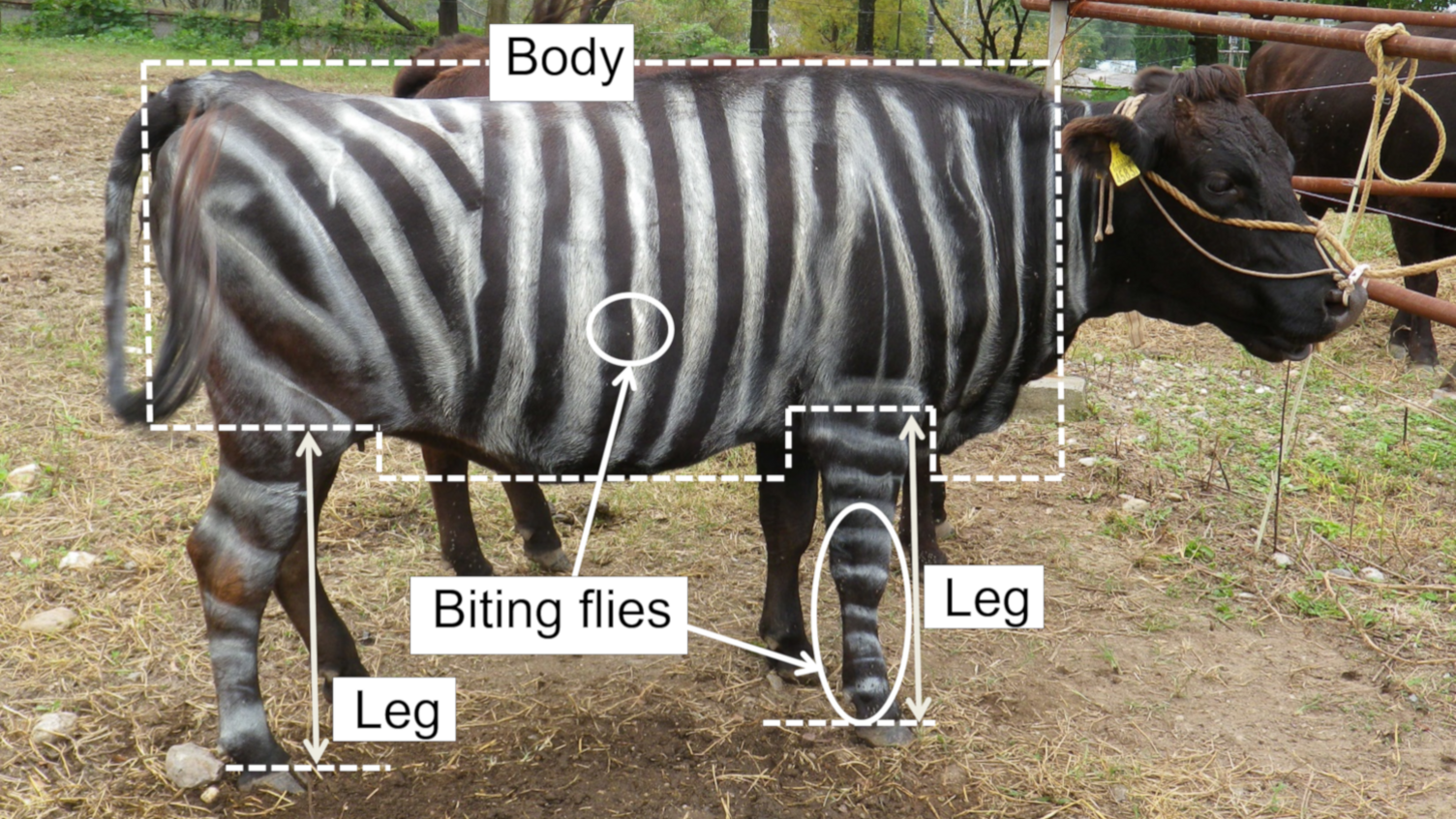 A cow painted with white stripes to make it look like a zebra
