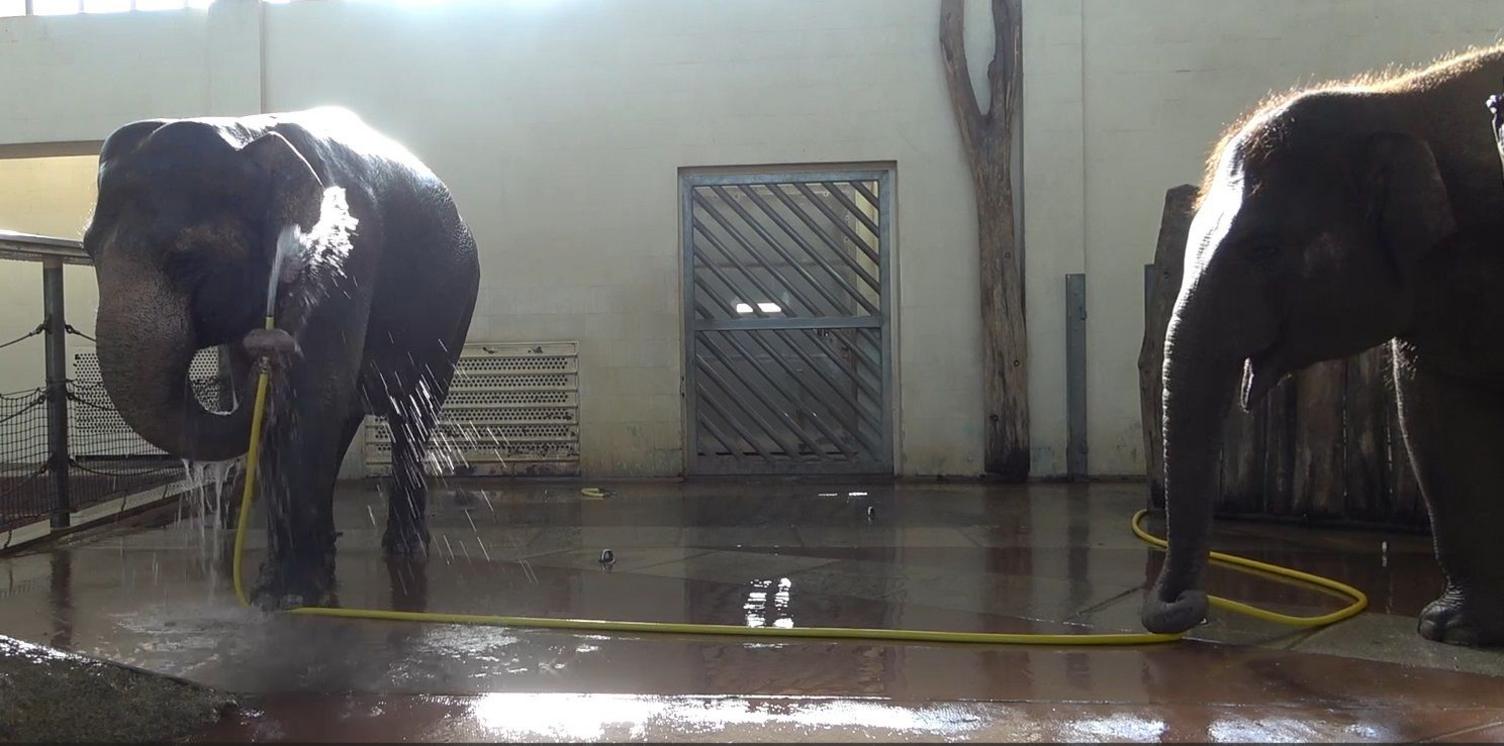 Mary stands on the left holding a yellow hose spraying water on herself using her trunk to hold the hose which goes to the right of the image where Anjali is creating a kink in the hose.