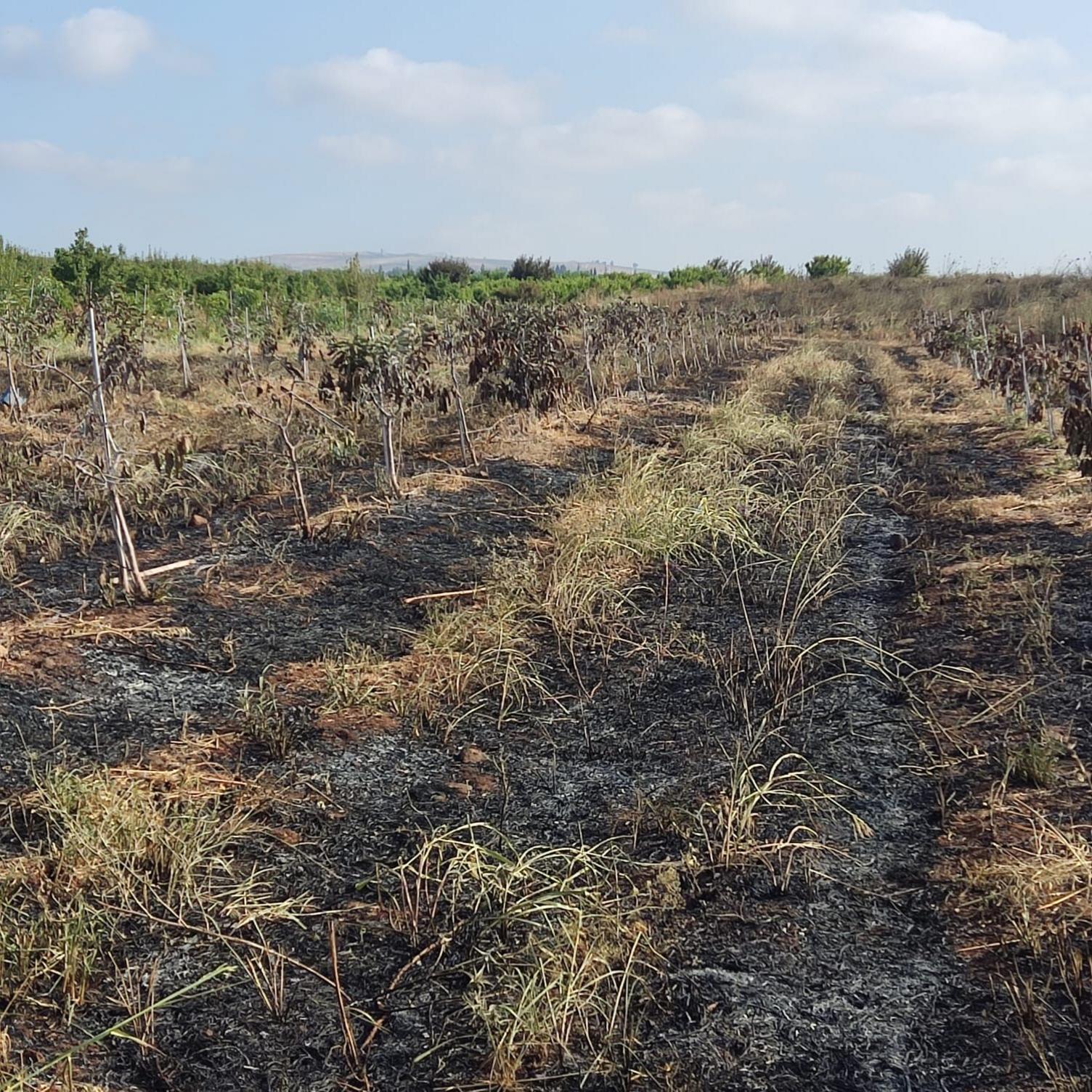 A field with burnt grass and small burnt trees