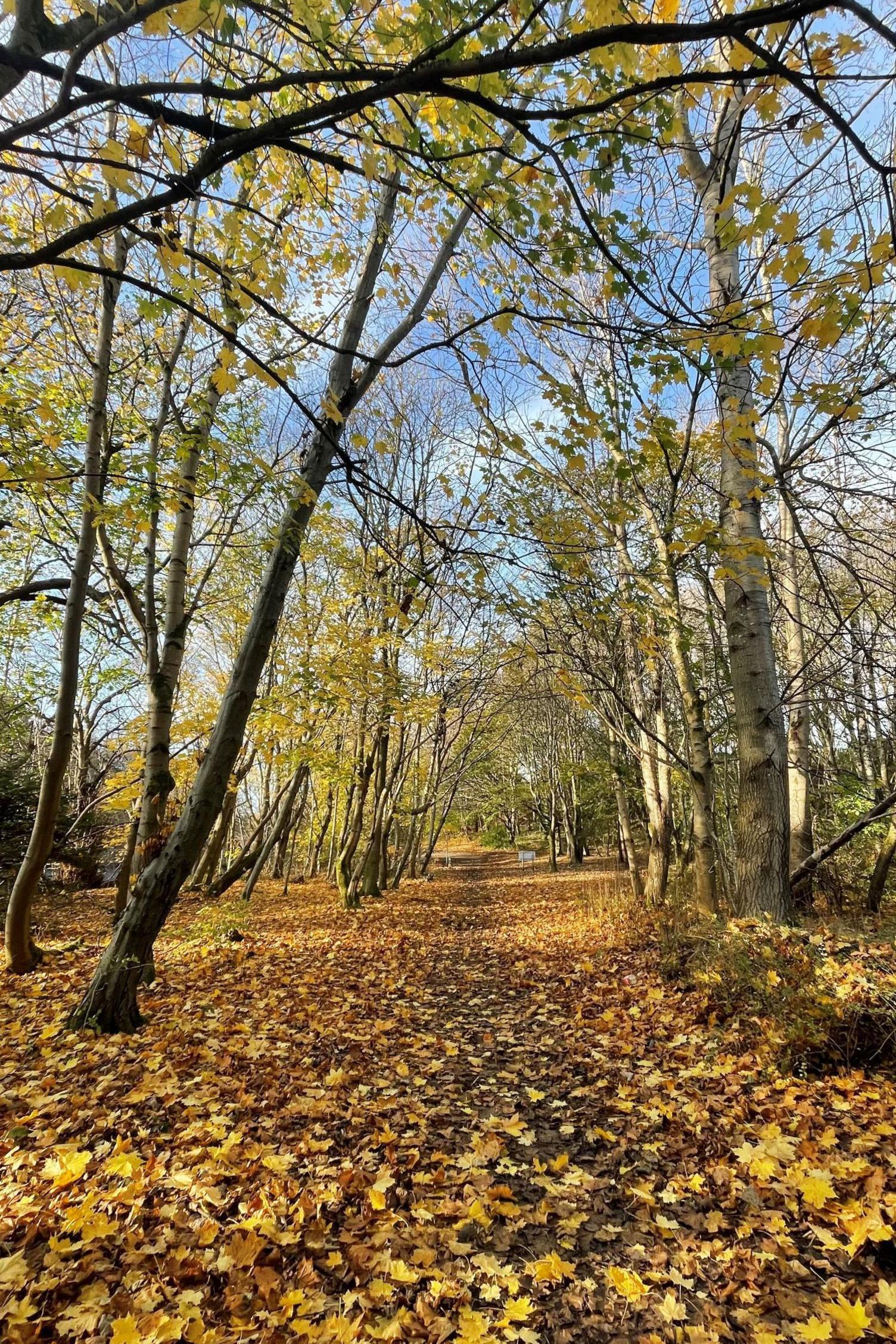 An avenue of trees with fallen leaves in autumn colours on the ground.