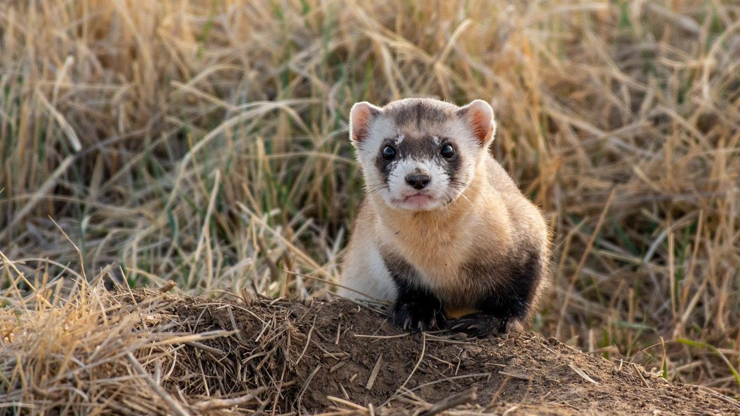 A black footed ferret. 