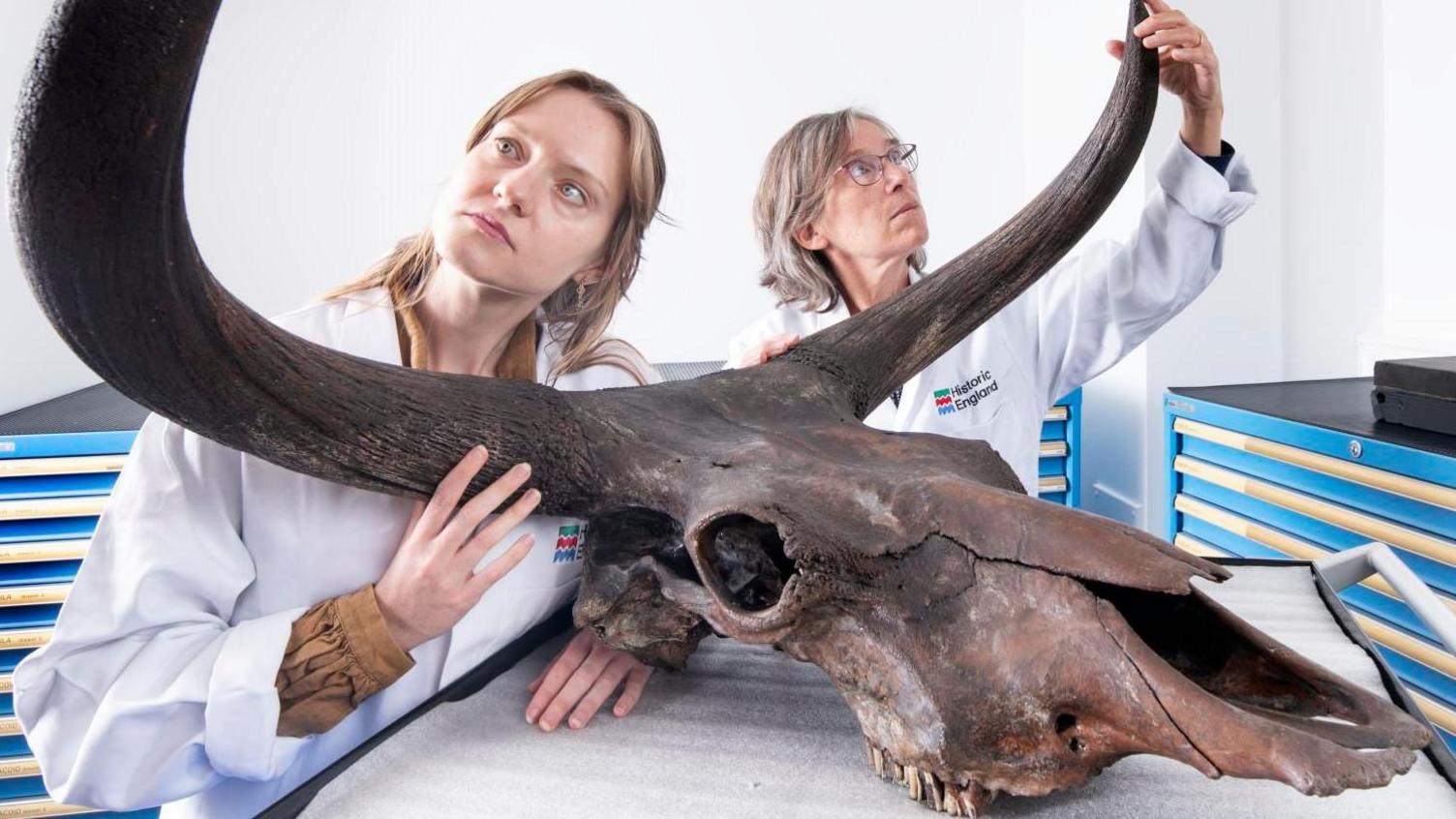 Two female scientists in white coats look at the horns of a large animal's skull