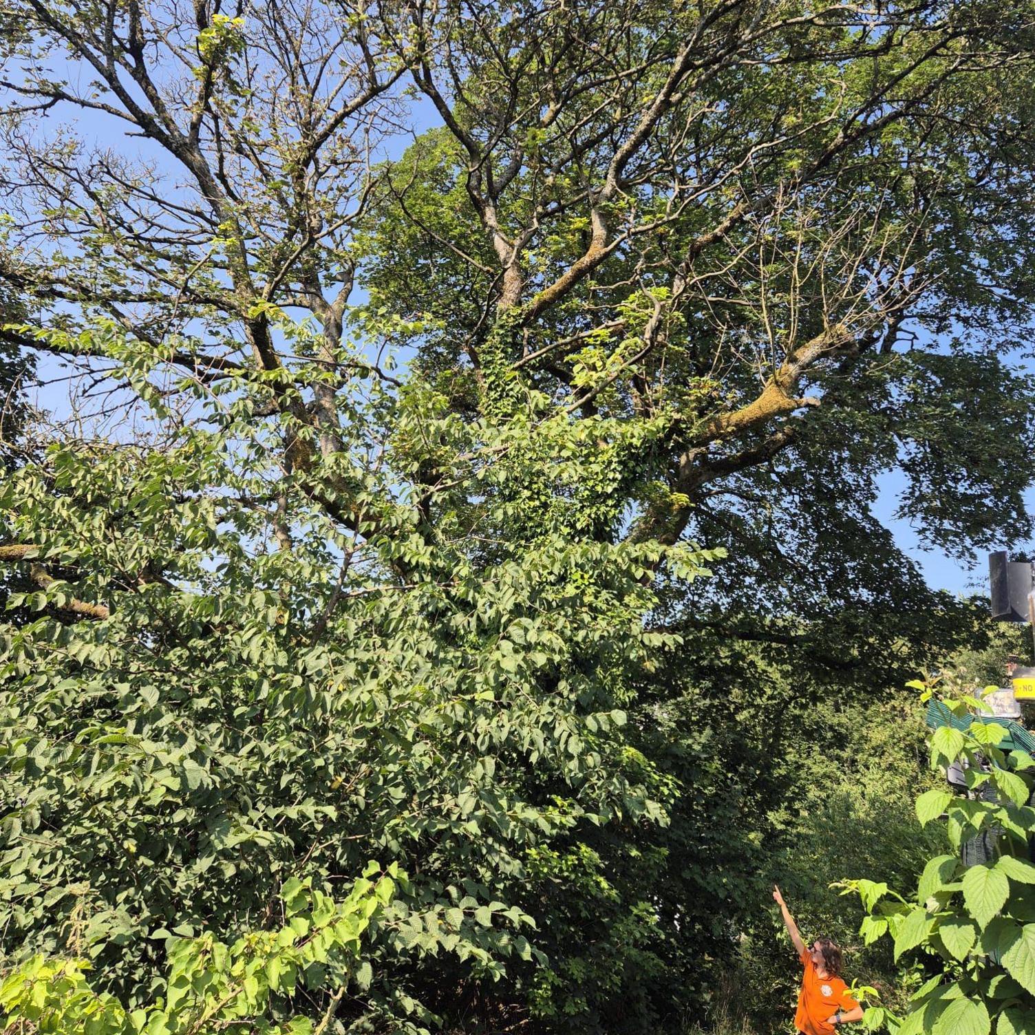 A tiny person pointing at a large tree