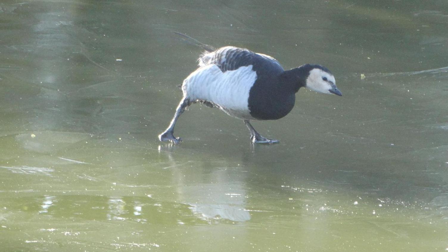 A barnacle goose appears to skate on ice, with its wings folded behind its back