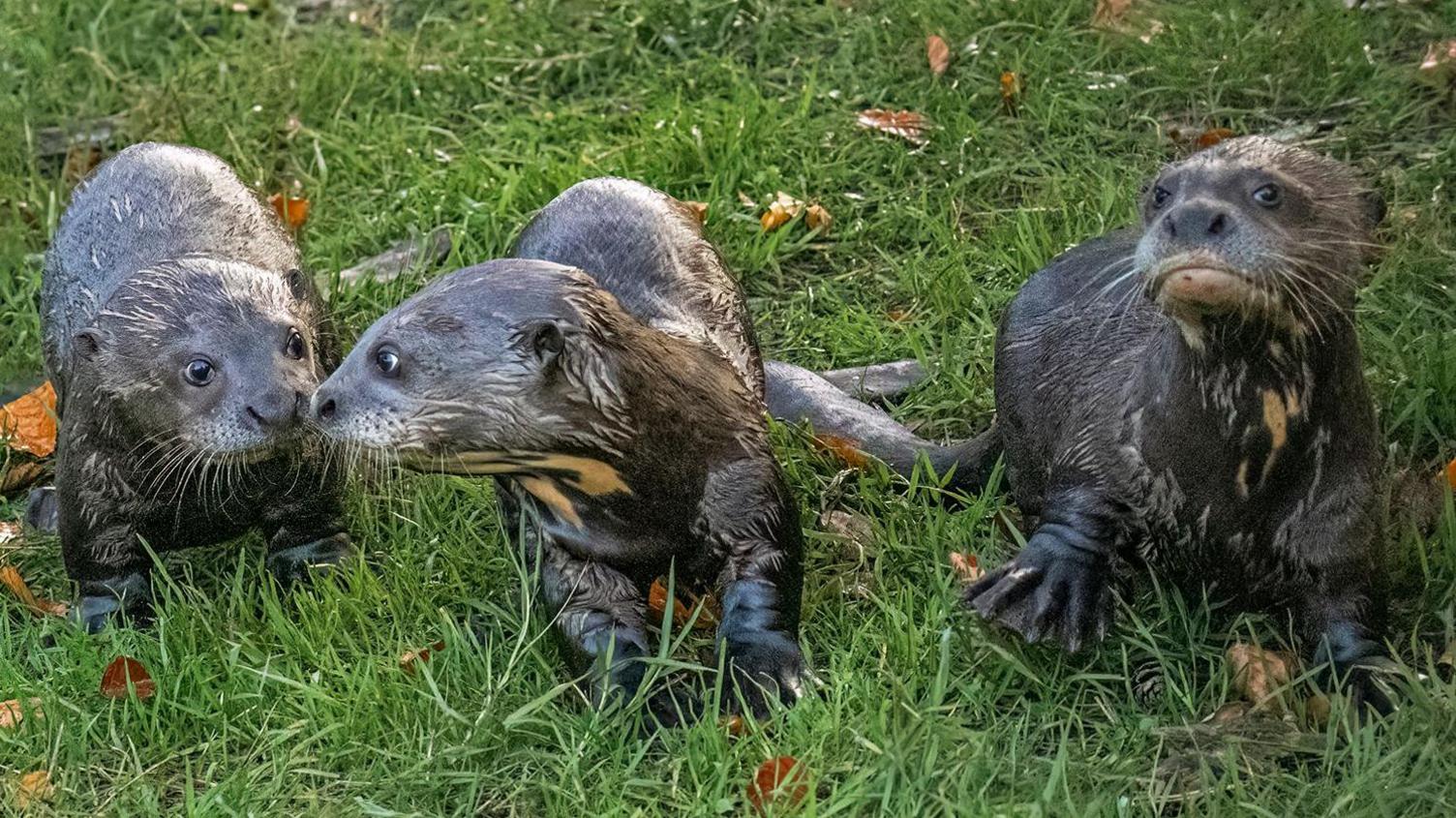 Three grey giant otter cubs stood on green grass.
